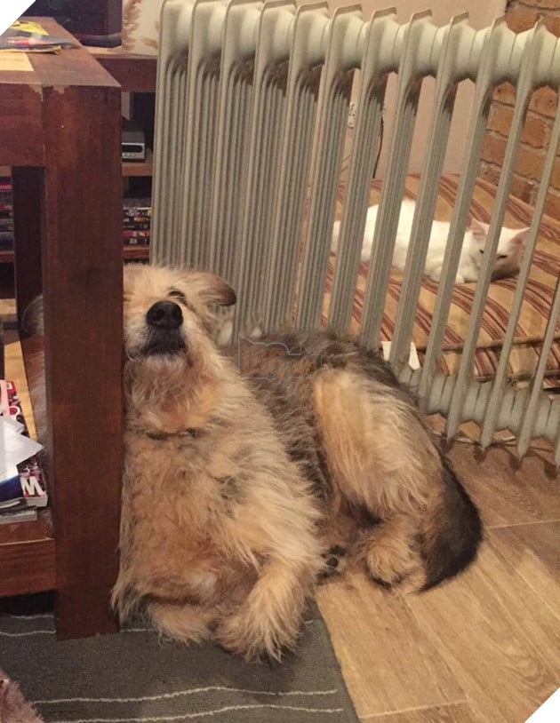 20 hình ảnh các chú mèo chứng minh mình là cậu cả trong nhà và sẵn sàng gây sự với mấy bạn cún 10