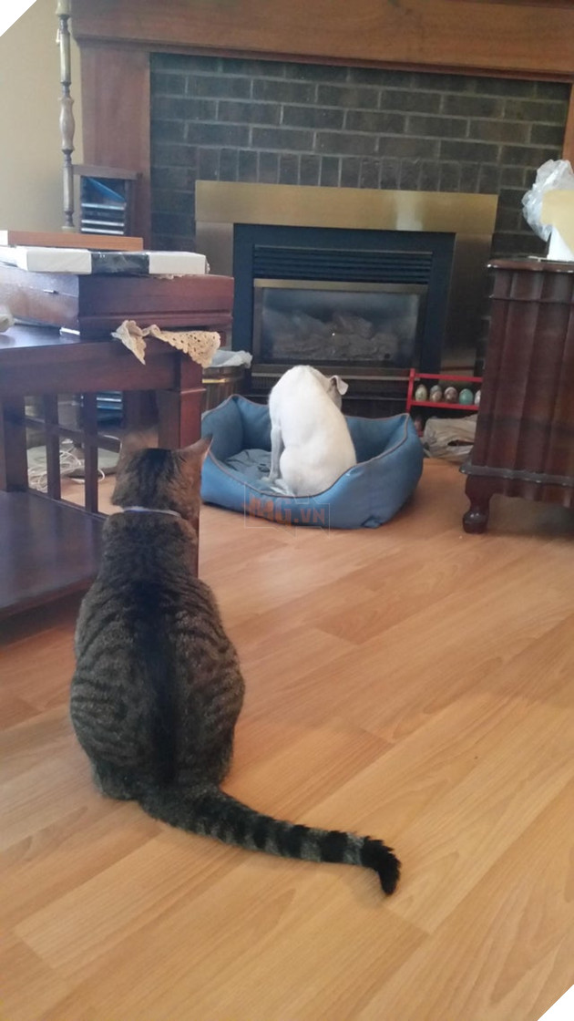 20 hình ảnh các chú mèo chứng minh mình là cậu cả trong nhà và sẵn sàng gây sự với mấy bạn cún 12