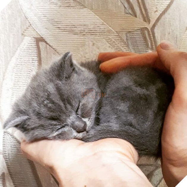 This Unique-Looking Cat Almost Didn't Survive, But Was Taken Care Of By Owners And Adoptive Father Cat