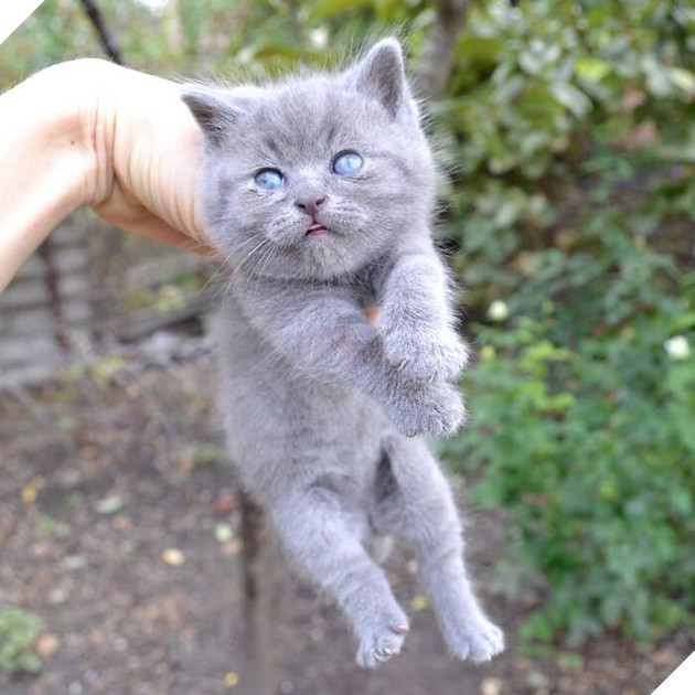 This Unique-Looking Cat Almost Didn't Survive, But Was Taken Care Of By Owners And Adoptive Father Cat