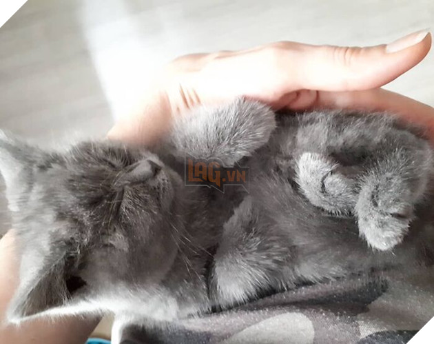 This Unique-Looking Cat Almost Didn't Survive, But Was Taken Care Of By Owners And Adoptive Father Cat