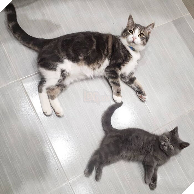 This Unique-Looking Cat Almost Didn't Survive, But Was Taken Care Of By Owners And Adoptive Father Cat