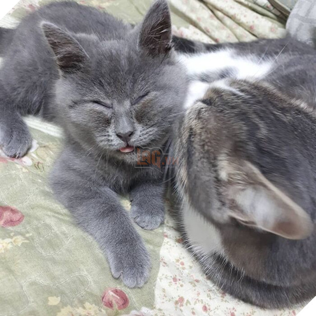 This Unique-Looking Cat Almost Didn't Survive, But Was Taken Care Of By Owners And Adoptive Father Cat