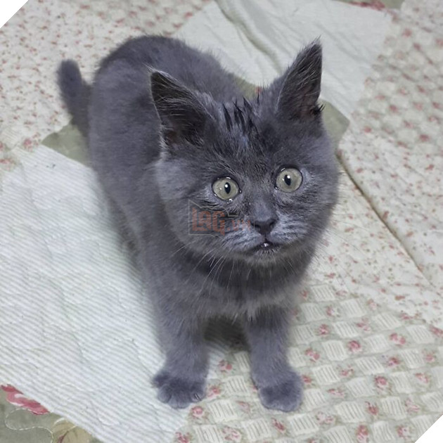 This Unique-Looking Cat Almost Didn't Survive, But Was Taken Care Of By Owners And Adoptive Father Cat