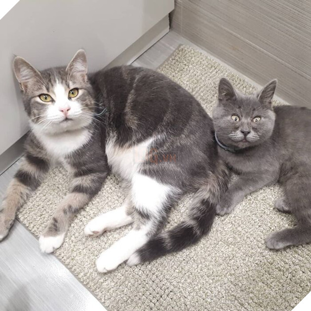 This Unique-Looking Cat Almost Didn't Survive, But Was Taken Care Of By Owners And Adoptive Father Cat