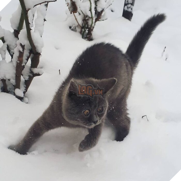 This Unique-Looking Cat Almost Didn't Survive, But Was Taken Care Of By Owners And Adoptive Father Cat