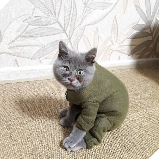 This Unique-Looking Cat Almost Didn't Survive, But Was Taken Care Of By Owners And Adoptive Father Cat This Unique-Looking Cat Almost Didn't Survive, But Was Taken Care Of By Owners And Adoptive Father Cat