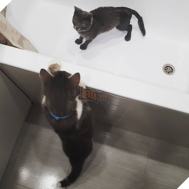 This Unique-Looking Cat Almost Didn't Survive, But Was Taken Care Of By Owners And Adoptive Father Cat This Unique-Looking Cat Almost Didn't Survive, But Was Taken Care Of By Owners And Adoptive Father Cat