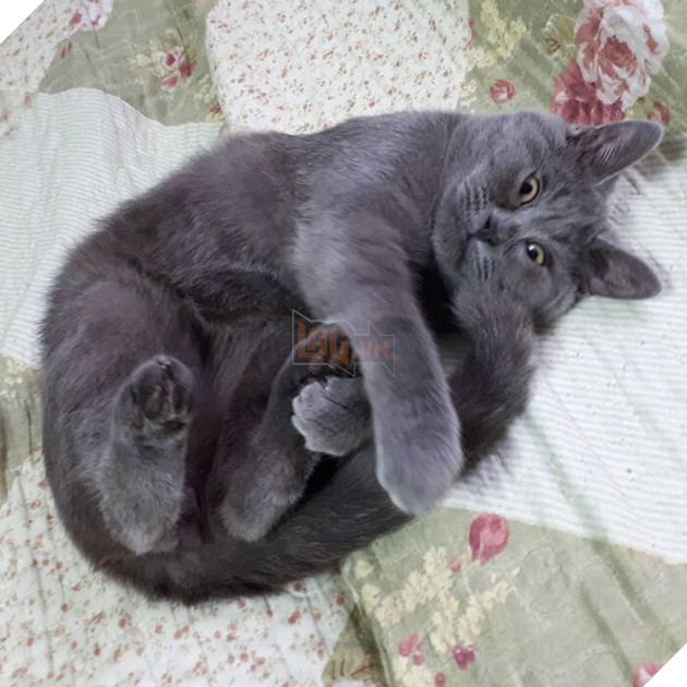 This Unique-Looking Cat Almost Didn't Survive, But Was Taken Care Of By Owners And Adoptive Father Cat