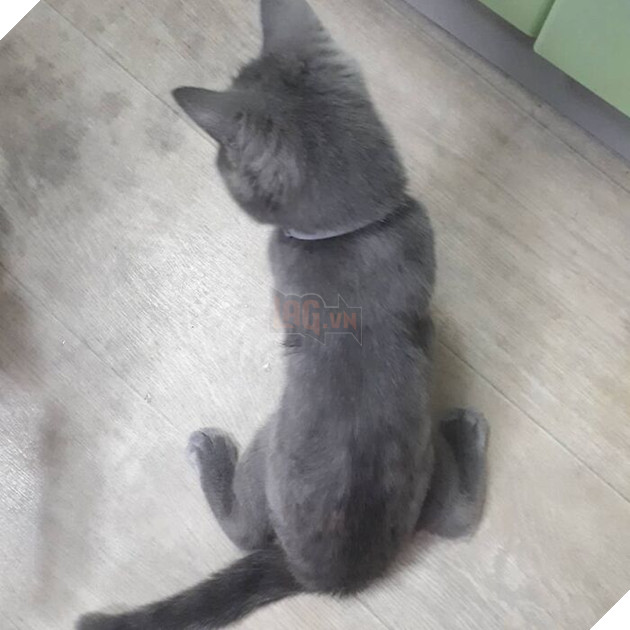 This Unique-Looking Cat Almost Didn't Survive, But Was Taken Care Of By Owners And Adoptive Father Cat