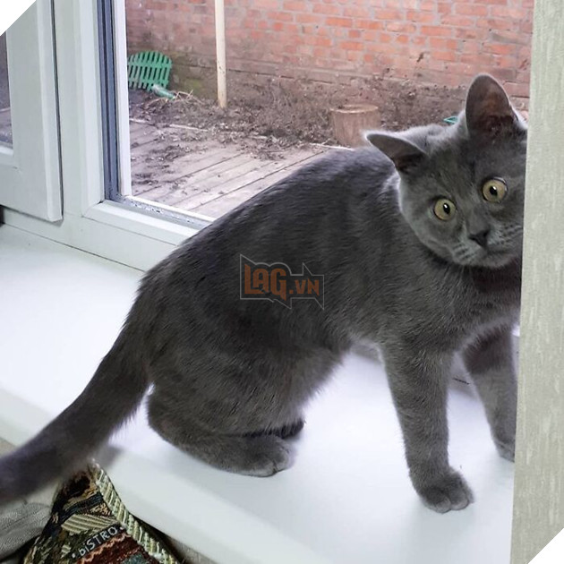 This Unique-Looking Cat Almost Didn't Survive, But Was Taken Care Of By Owners And Adoptive Father Cat