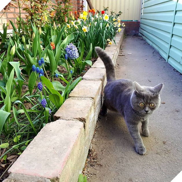 This Unique-Looking Cat Almost Didn't Survive, But Was Taken Care Of By Owners And Adoptive Father Cat