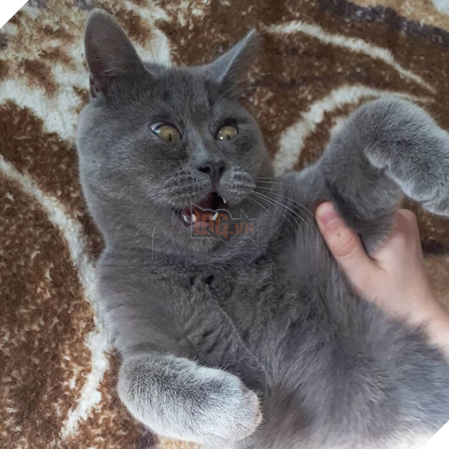 This Unique-Looking Cat Almost Didn't Survive, But Was Taken Care Of By Owners And Adoptive Father Cat