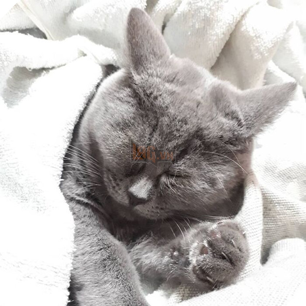 This Unique-Looking Cat Almost Didn't Survive, But Was Taken Care Of By Owners And Adoptive Father Cat