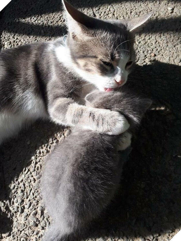 This Unique-Looking Cat Almost Didn't Survive, But Was Taken Care Of By Owners And Adoptive Father Cat