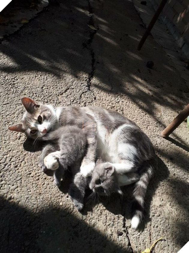 This Unique-Looking Cat Almost Didn't Survive, But Was Taken Care Of By Owners And Adoptive Father Cat