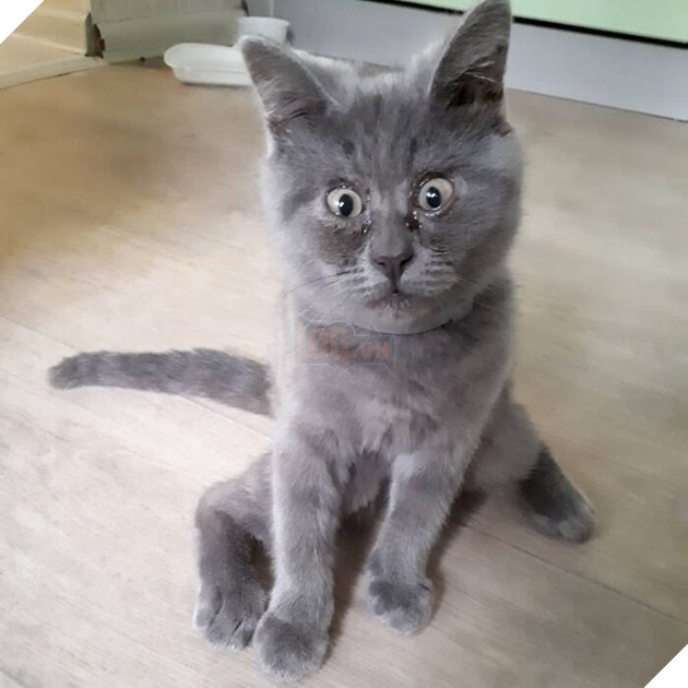 This Unique-Looking Cat Almost Didn't Survive, But Was Taken Care Of By Owners And Adoptive Father Cat