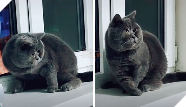 This Unique-Looking Cat Almost Didn't Survive, But Was Taken Care Of By Owners And Adoptive Father Cat