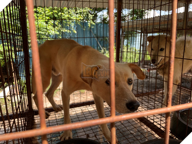Cuộc giải cứu 65 chú chó Jindo, giống chó được cho là &quot;quốc khuyển&quot; của Hàn Quốc khỏi lò mổ - Ảnh 3.