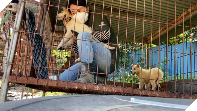 Cuộc giải cứu 65 chú chó Jindo, giống chó được cho là &quot;quốc khuyển&quot; của Hàn Quốc khỏi lò mổ - Ảnh 4.