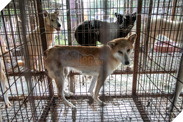 Cuộc giải cứu 65 chú chó Jindo, giống chó được cho là &quot;quốc khuyển&quot; của Hàn Quốc khỏi lò mổ - Ảnh 2.