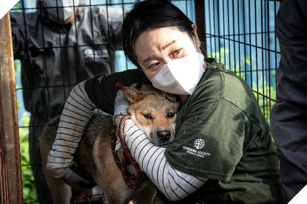 Cuộc giải cứu 65 chú chó Jindo, giống chó được cho là &quot;quốc khuyển&quot; của Hàn Quốc khỏi lò mổ - Ảnh 5.