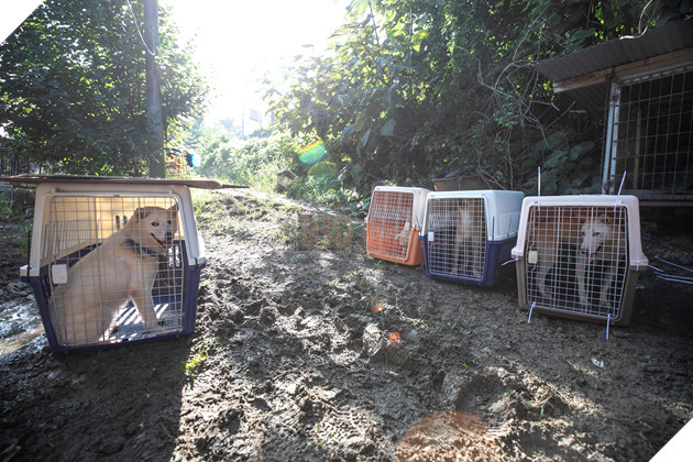 Cuộc giải cứu 65 chú chó Jindo, giống chó được cho là &quot;quốc khuyển&quot; của Hàn Quốc khỏi lò mổ - Ảnh 1.