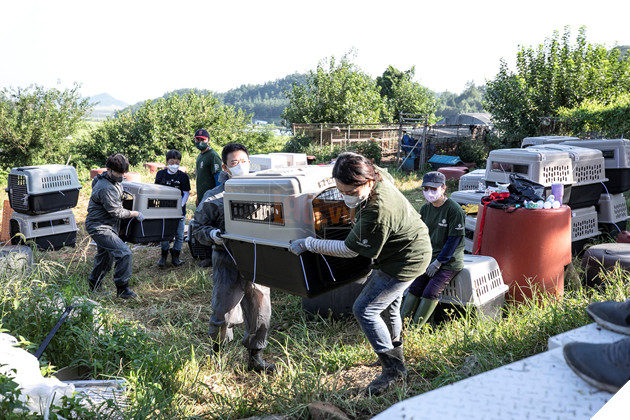 Cuộc giải cứu 65 chú chó Jindo, giống chó được cho là &quot;quốc khuyển&quot; của Hàn Quốc khỏi lò mổ - Ảnh 6.