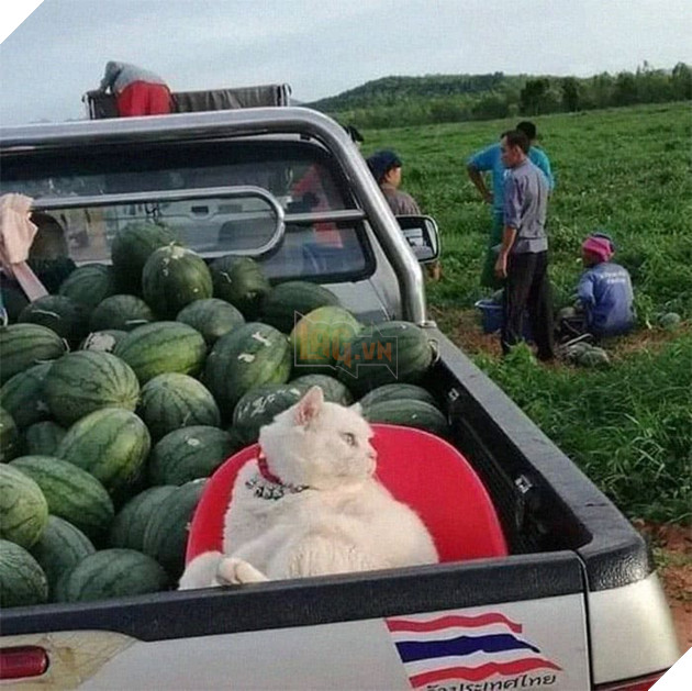 Gặp Pearl - Chú mèo với khuôn mặt cáu kỉnh khó ưa là chủ 1 trang trại dưa hấu tại Thái Lan 2