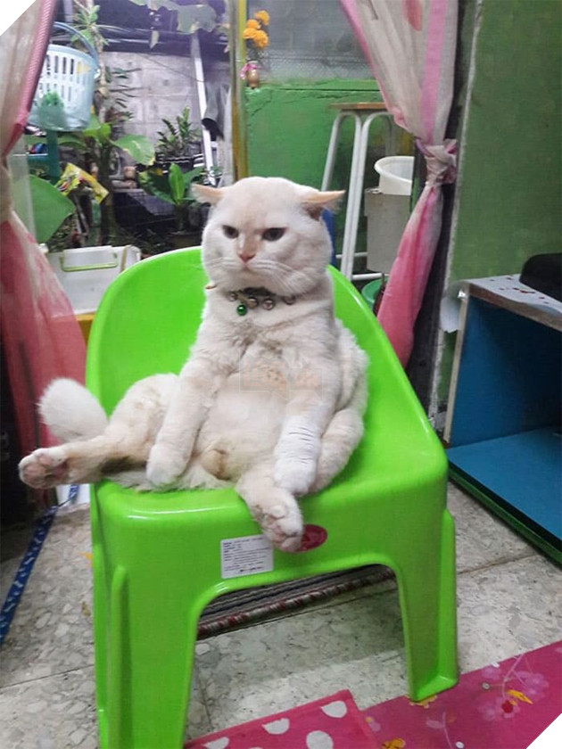 Gặp Pearl - Chú mèo với khuôn mặt cáu kỉnh khó ưa là chủ 1 trang trại dưa hấu tại Thái Lan 12