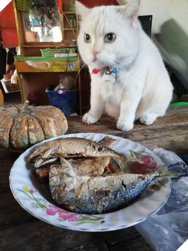 Gặp Pearl - Chú mèo với khuôn mặt cáu kỉnh khó ưa là chủ 1 trang trại dưa hấu tại Thái Lan 14