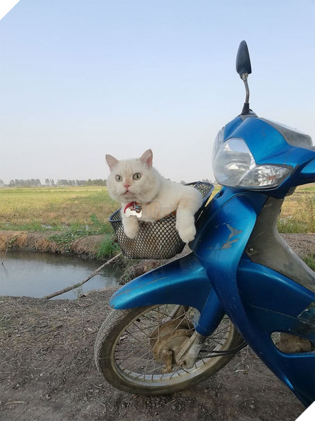 Gặp Pearl - Chú mèo với khuôn mặt cáu kỉnh khó ưa là chủ 1 trang trại dưa hấu tại Thái Lan 15
