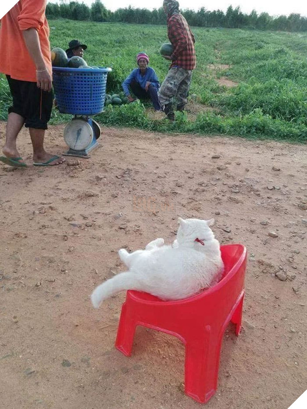 Gặp Pearl - Chú mèo với khuôn mặt cáu kỉnh khó ưa là chủ 1 trang trại dưa hấu tại Thái Lan 6