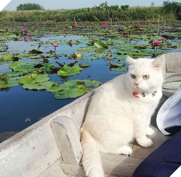 Gặp Pearl - Chú mèo với khuôn mặt cáu kỉnh khó ưa là chủ 1 trang trại dưa hấu tại Thái Lan