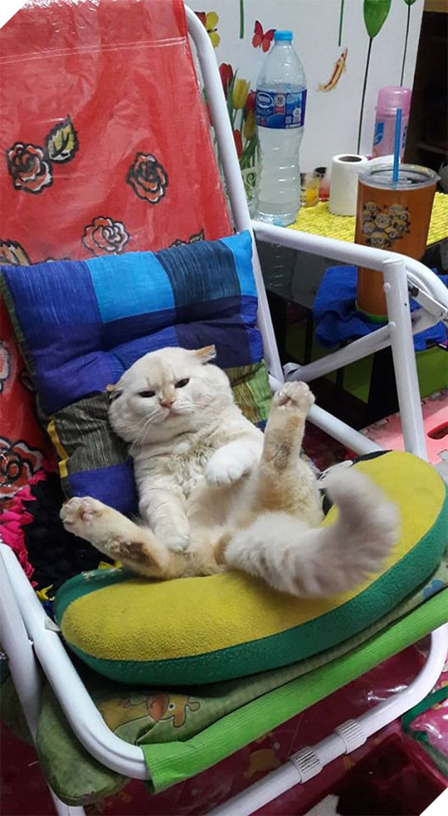 Gặp Pearl - Chú mèo với khuôn mặt cáu kỉnh khó ưa là chủ 1 trang trại dưa hấu tại Thái Lan 10