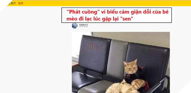  
"Chiếc" mèo giận dỗi nổi tiếng ở xứ Trung. (Ảnh: Chụp màn hình)