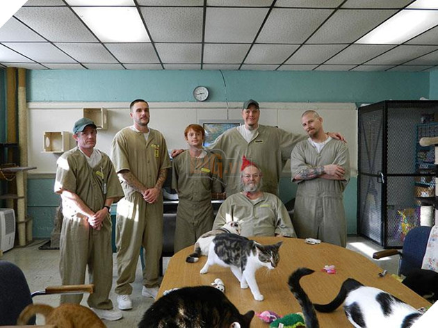 Nuoi meo trong nha tu o My anh 11