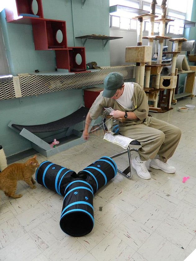 Nuoi meo trong nha tu o My anh 4