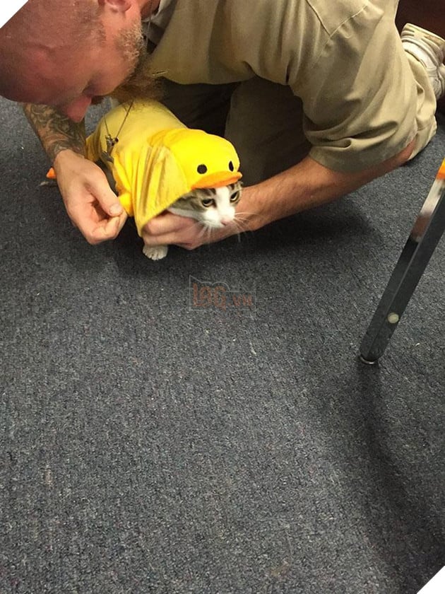 Nuoi meo trong nha tu o My anh 5