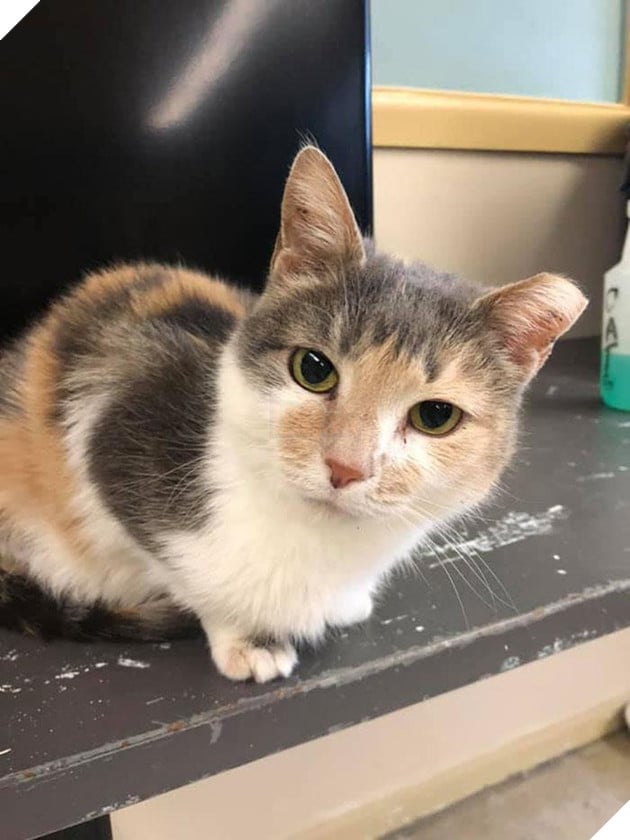 Nuoi meo trong nha tu o My anh 6