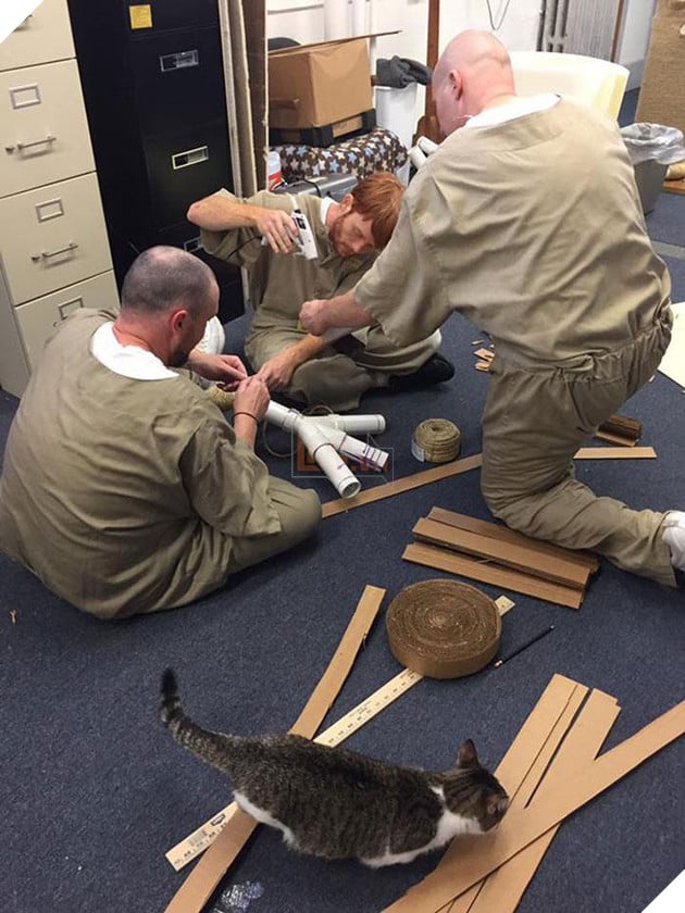 Nuoi meo trong nha tu o My anh 7