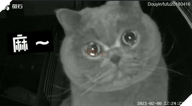 Biểu cảm cực dễ thương của chú mèo khiến nhiều người tan chảy.