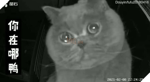 Clip: Chú mèo cưng khóc rưng rức trước camera khiến 'con sen' đang ở quê phải ngay lập tức quay trở về sớm 1