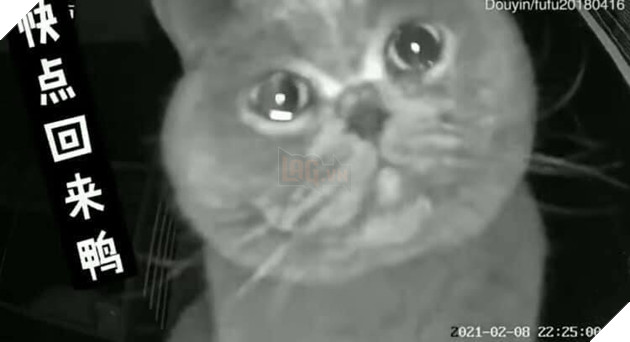 Clip: Chú mèo cưng khóc rưng rức trước camera khiến 'con sen' đang ở quê phải ngay lập tức quay trở về sớm 0