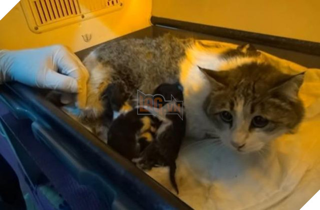  
5 mẹ con chờ người nhận nuôi. (Ảnh: Sohu)