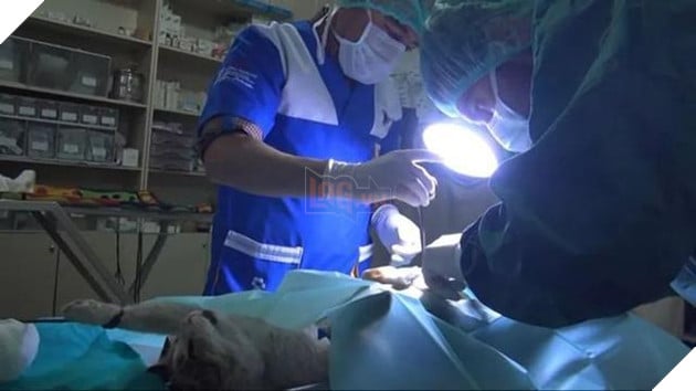  
Bác sĩ tiến hành phẫu thuật cứu 4 chú mèo con. (Ảnh: Sohu)