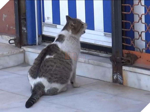  
Nó kiệt sức ngồi trước cửa kêu cứu. (Ảnh: Sohu)