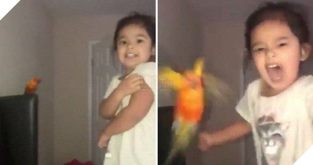 Bé gái huấn luyện vẹt tấn công người khác bằng tiếng hét nổi tiếng khắp MXH chỉ sau 1 đêm - Ảnh 2.