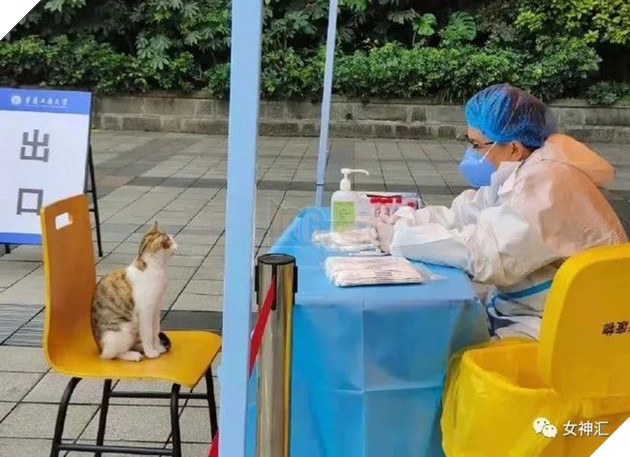 Cười mệt nghỉ với chú mèo thích thú chờ được ngoáy mũi để xét nghiệm Covid