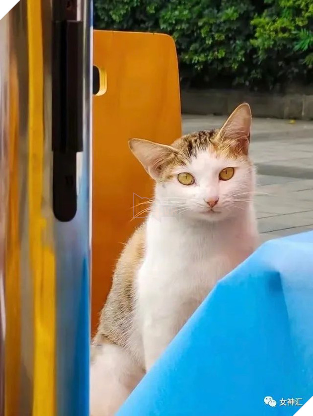 Cười mệt nghỉ với chú mèo thích thú chờ được ngoáy mũi để xét nghiệm Covid 3